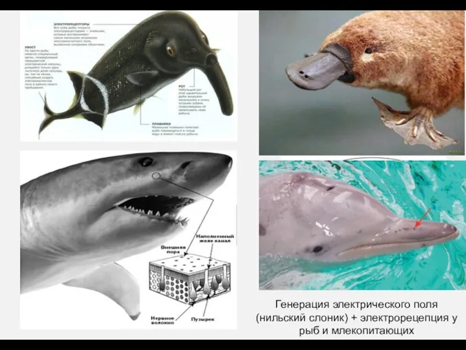 Генерация электрического поля (нильский слоник) + электрорецепция у рыб и млекопитающих