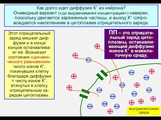 Как долго идет диффузия К+ из нейрона? Очевидный вариант («до