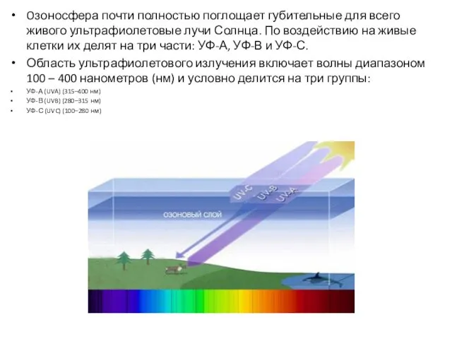 Oзоносфера почти полностью поглощает губительные для всего живого ультрафиолетовые лучи Солнца. По воздействию