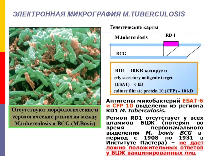 ЭЛЕКТРОННАЯ МИКРОГРАФИЯ M.TUBERCULOSIS RD1 – 10KB кодирует: erly secretary antigenic target (ESAT) –