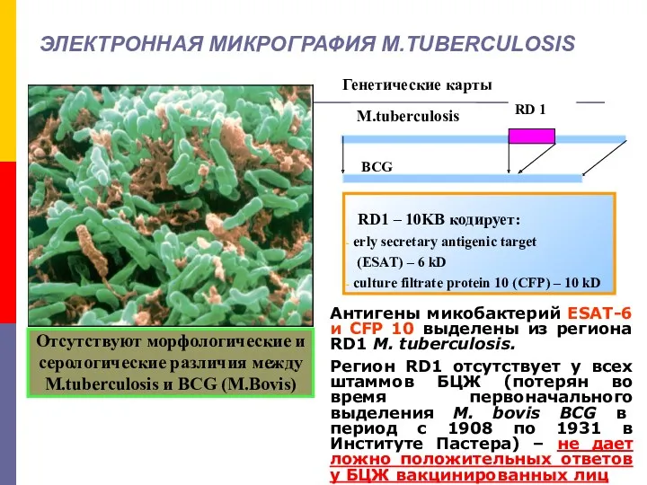 ЭЛЕКТРОННАЯ МИКРОГРАФИЯ M.TUBERCULOSIS RD1 – 10KB кодирует: erly secretary antigenic