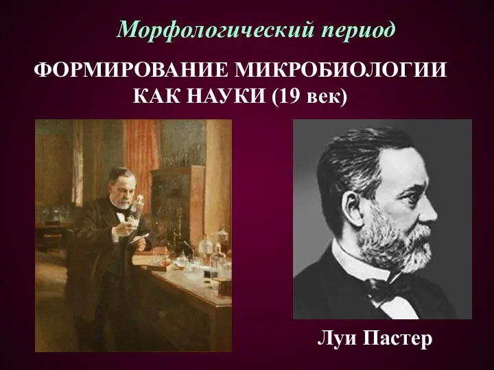 ФОРМИРОВАНИЕ МИКРОБИОЛОГИИ КАК НАУКИ (19 век) Луи Пастер Морфологический период