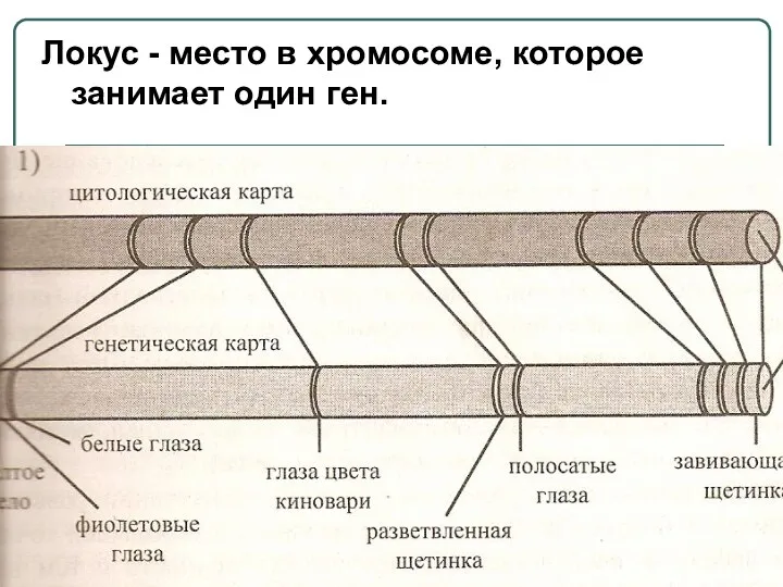 Локус - место в хромосоме, которое занимает один ген. Каждый ген занимает строго определенный локус.