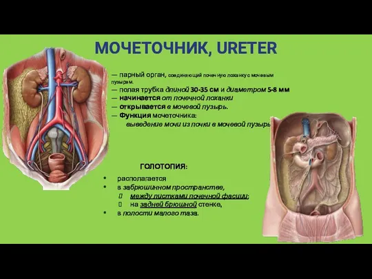 МОЧЕТОЧНИК, URETER — парный орган, соединяющий почечную лоханку с мочевым