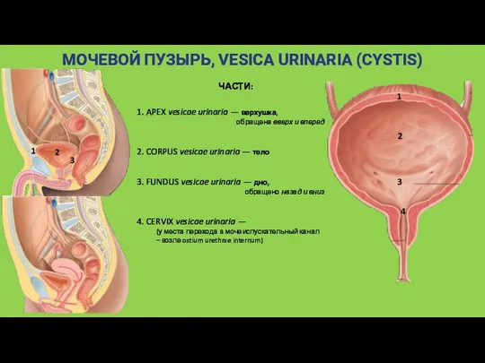 МОЧЕВОЙ ПУЗЫРЬ, VESICA URINARIA (CYSTIS) ЧАСТИ: 1. APEX vesicae urinaria