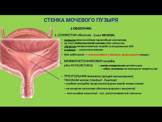 СТЕНКА МОЧЕВОГО ПУЗЫРЯ 3 ОБОЛОЧКИ: 1. СЛИЗИСТАЯ оболочка - (tunica