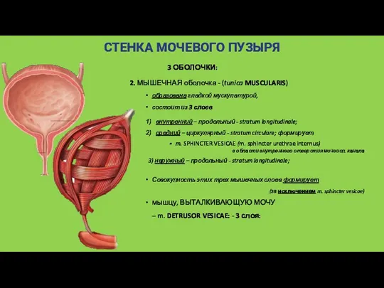 3 ОБОЛОЧКИ: 2. МЫШЕЧНАЯ оболочка - (tunica MUSCULARIS) образована гладкой