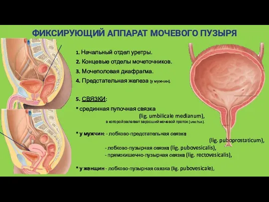 5. СВЯЗКИ: ФИКСИРУЮЩИЙ АППАРАТ МОЧЕВОГО ПУЗЫРЯ 1. Начальный отдел уретры.