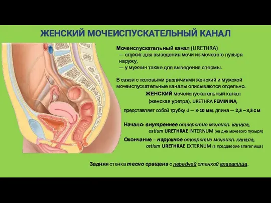 ЖЕНСКИЙ МОЧЕИСПУСКАТЕЛЬНЫЙ КАНАЛ Мочеиспускательный канал (URETHRA) — служит для выведения