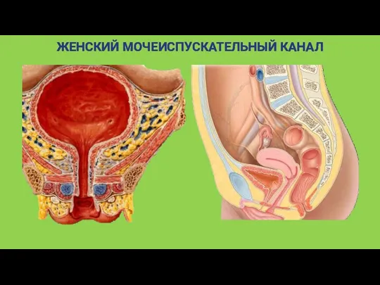 ЖЕНСКИЙ МОЧЕИСПУСКАТЕЛЬНЫЙ КАНАЛ