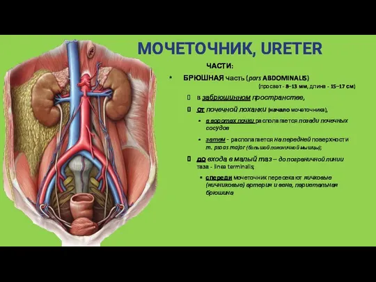 МОЧЕТОЧНИК, URETER ЧАСТИ: БРЮШНАЯ часть (pars ABDOMINALIS) (просвет - 8–13