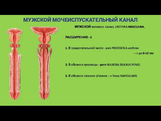 МУЖСКОЙ МОЧЕИСПУСКАТЕЛЬНЫЙ КАНАЛ МУЖСКОЙ мочеисп. канал, URETHRA MASCULINA, РАСШИРЕНИЯ -