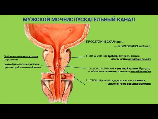 МУЖСКОЙ МОЧЕИСПУСКАТЕЛЬНЫЙ КАНАЛ ПРОСТАТИЧЕСКАЯ часть — pars PROSTATICA urethrae, 1.