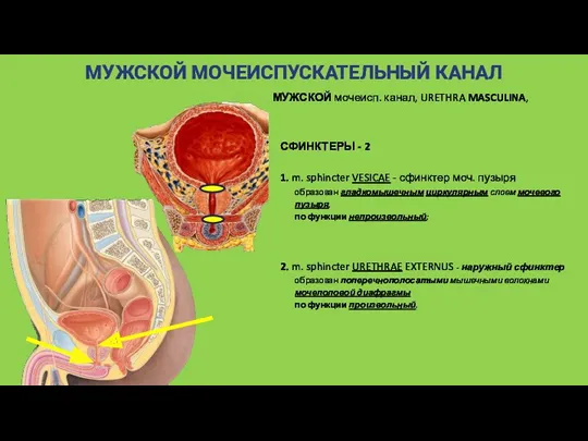 МУЖСКОЙ МОЧЕИСПУСКАТЕЛЬНЫЙ КАНАЛ МУЖСКОЙ мочеисп. канал, URETHRA MASCULINA, СФИНКТЕРЫ -