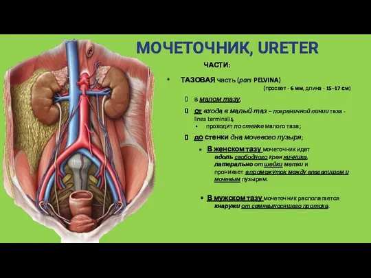 МОЧЕТОЧНИК, URETER ЧАСТИ: ТАЗОВАЯ часть (pars PELVINA) (просвет - 6