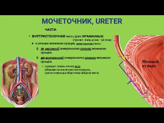 МОЧЕТОЧНИК, URETER ЧАСТИ: ВНУТРИСТЕНОЧНАЯ часть (pars INTRAMURALIS) (просвет - 4