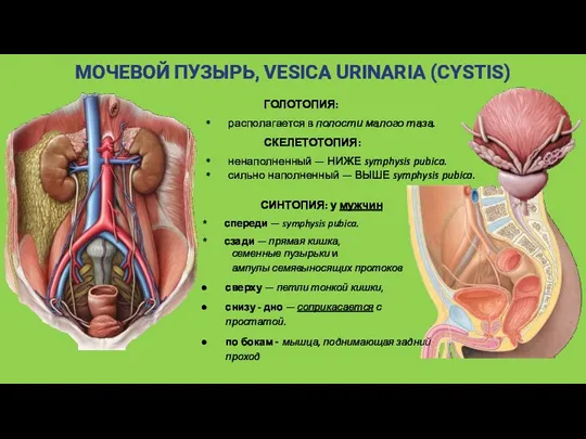 МОЧЕВОЙ ПУЗЫРЬ, VESICA URINARIA (CYSTIS) ГОЛОТОПИЯ: располагается в полости малого