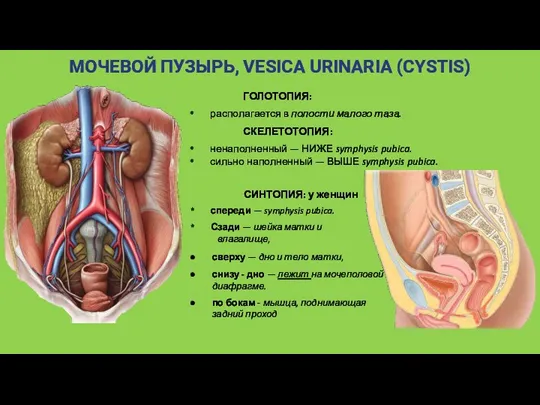 МОЧЕВОЙ ПУЗЫРЬ, VESICA URINARIA (CYSTIS) ГОЛОТОПИЯ: располагается в полости малого