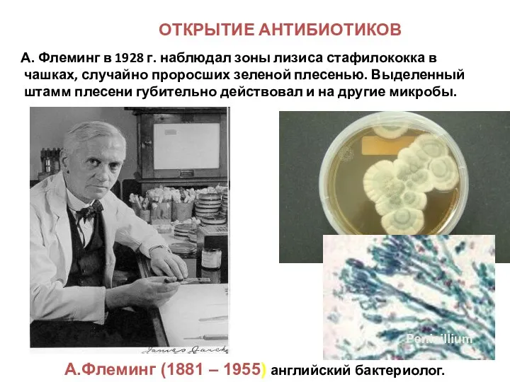 ОТКРЫТИЕ АНТИБИОТИКОВ А. Флеминг в 1928 г. наблюдал зоны лизиса