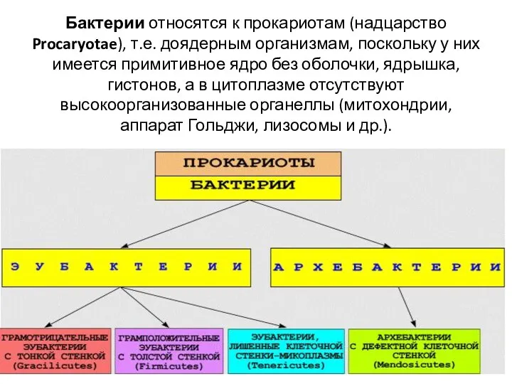 Бактерии относятся к прокариотам (надцарство Procaryotae), т.е. доядерным организмам, поскольку