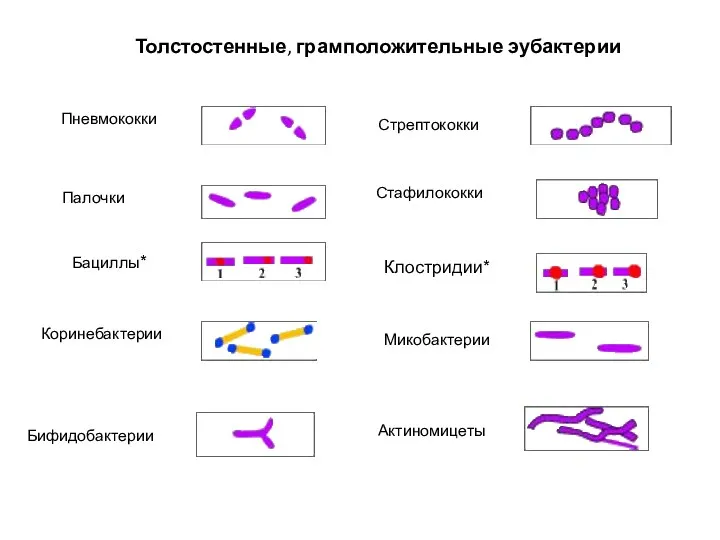 Толстостенные, грамположительные эубактерии Стрептококки Стафилококки Палочки Бациллы* Клостридии* Коринебактерии Микобактерии Бифидобактерии Актиномицеты Пневмококки