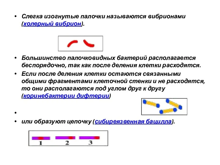 Слегка изогнутые палочки называются вибрионами (холерный вибрион). Большинство палочковидных бактерий