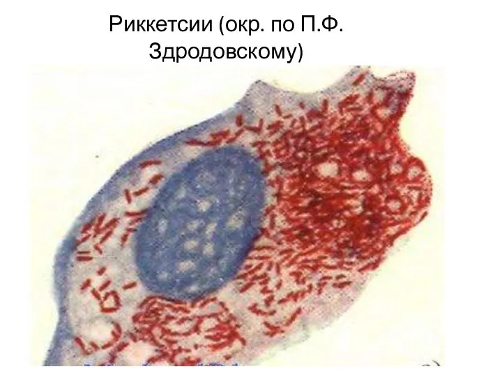 Риккетсии (окр. по П.Ф.Здродовскому)