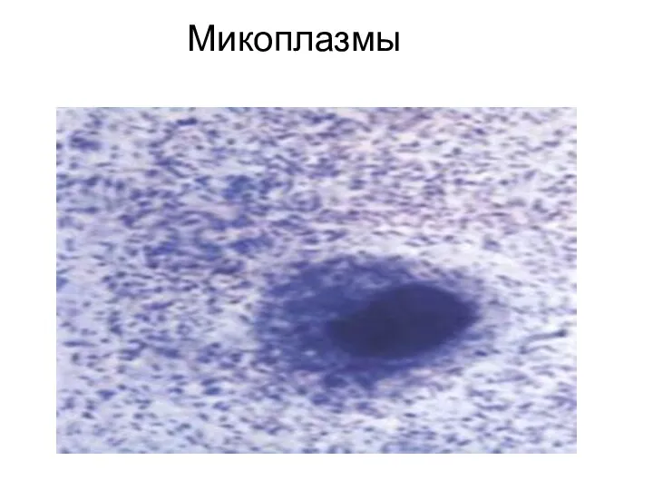 Микоплазмы