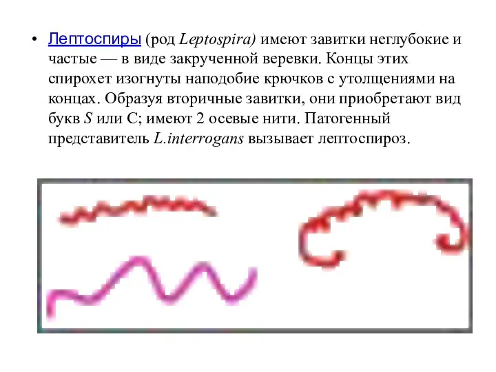 Лептоспиры (род Leptospira) имеют завитки неглубокие и частые — в