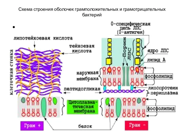 Схема строения оболочек грамположительных и грамотрицательных бактерий