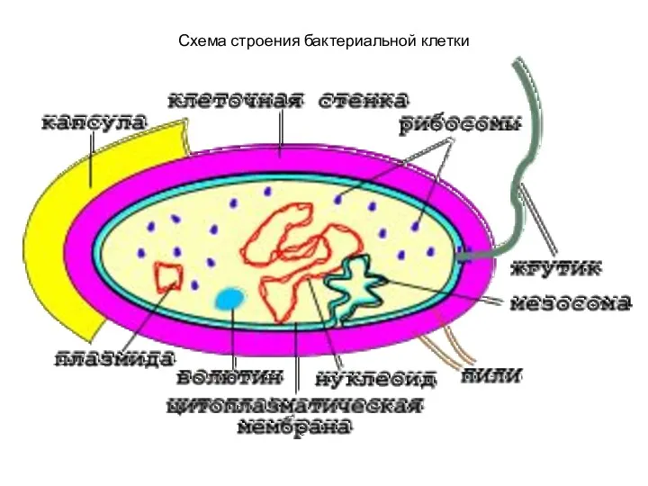 Схема строения бактериальной клетки