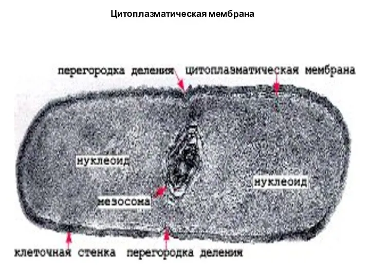 Цитоплазматическая мембрана