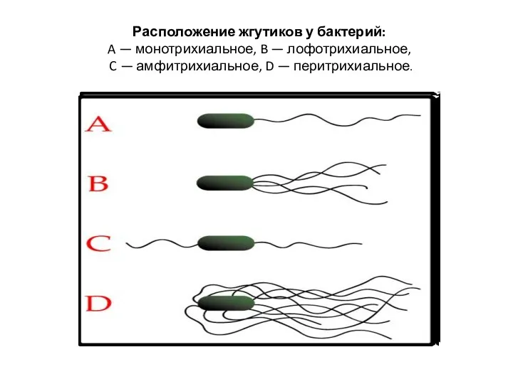 Расположение жгутиков у бактерий: A — монотрихиальное, B — лофотрихиальное, C — амфитрихиальное, D — перитрихиальное.