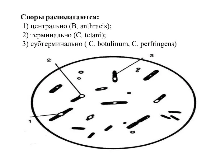 Споры располагаются: 1) центрально (B. anthracis); 2) терминально (С. tetani);