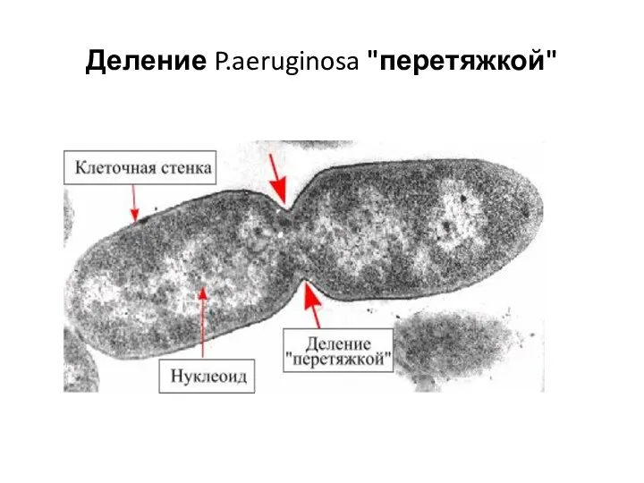 Деление P.aeruginosa "перетяжкой"