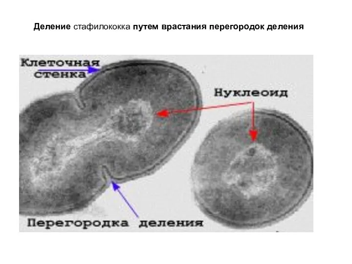 Деление стафилококка путем врастания перегородок деления