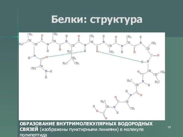 Белки: структура ОБРАЗОВАНИЕ ВНУТРИМОЛЕКУЛЯРНЫХ ВОДОРОДНЫХ СВЯЗЕЙ (изображены пунктирными линиями) в молекуле полипептида