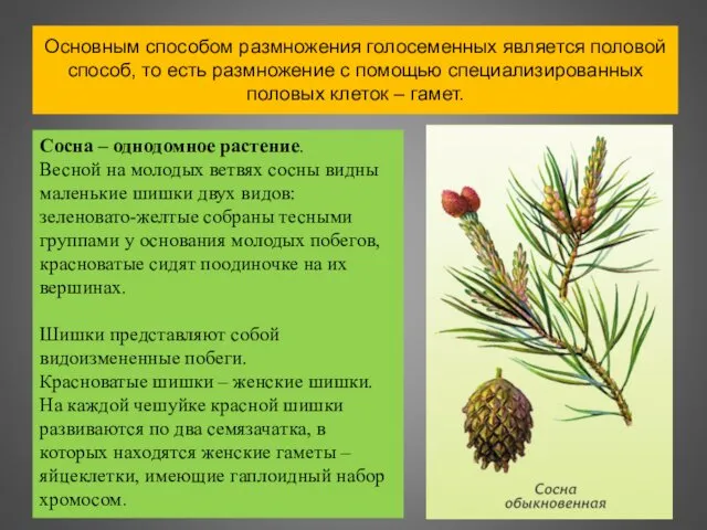 Основным способом размножения голосеменных является половой способ, то есть размножение