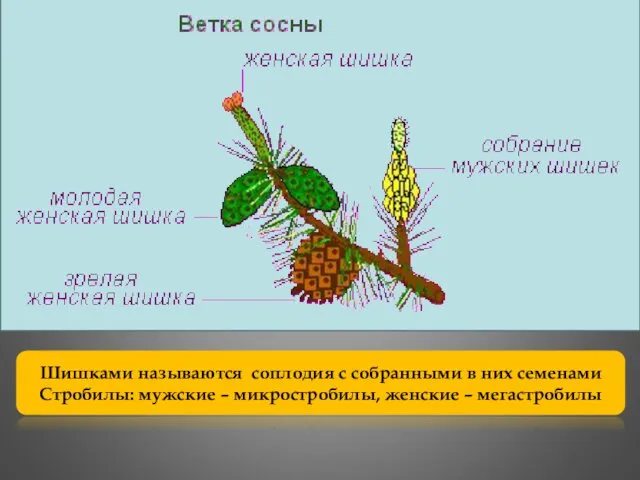 Шишками называются соплодия с собранными в них семенами Стробилы: мужские – микростробилы, женские – мегастробилы
