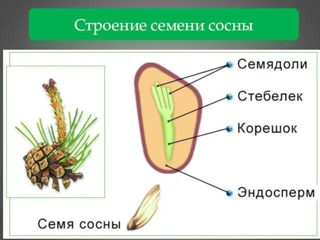 Строение семени сосны