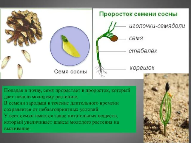 Попадая в почву, семя прорастает в проросток, который дает начало молодому растению. В