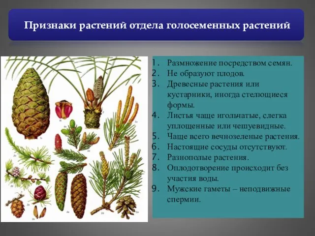 Признаки растений отдела голосеменных растений Размножение посредством семян. Не образуют