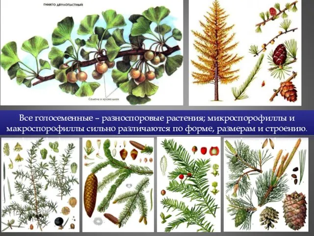 Все голосеменные – разноспоровые растения; микроспорофиллы и макроспорофиллы сильно различаются по форме, размерам и строению.
