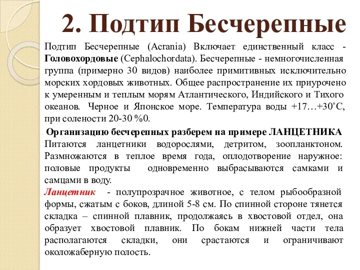 2. Подтип Бесчерепные Подтип Бесчерепные (Acrania) Включает единственный класс - Головохордовые (Cephalochordata). Бесчерепные