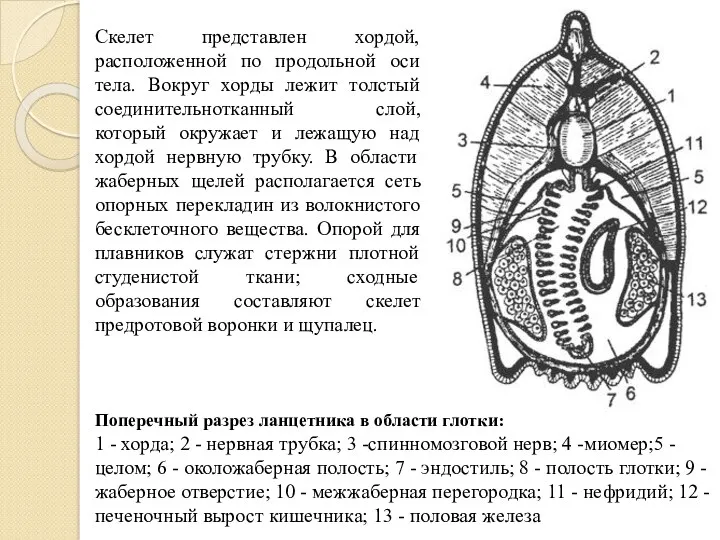 Скелет представлен хордой, расположенной по продольной оси тела. Вокруг хорды лежит толстый соединительнотканный