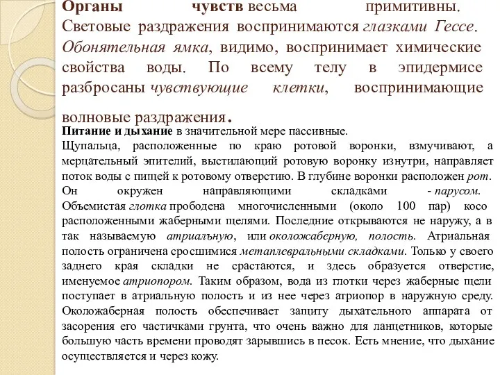 Органы чувств весьма примитивны. Световые раздражения воспринимаются глазками Гессе. Обонятельная ямка, видимо, воспринимает