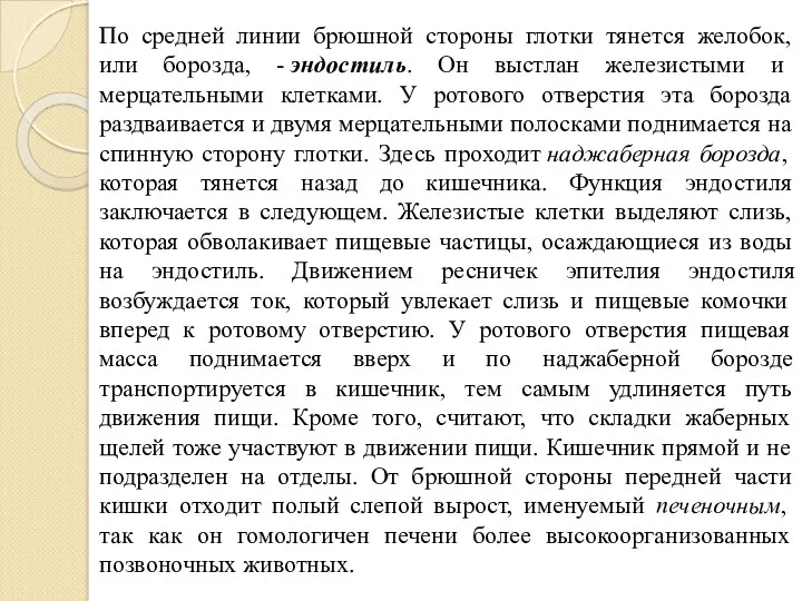 По средней линии брюшной стороны глотки тянется желобок, или борозда, - эндостиль. Он