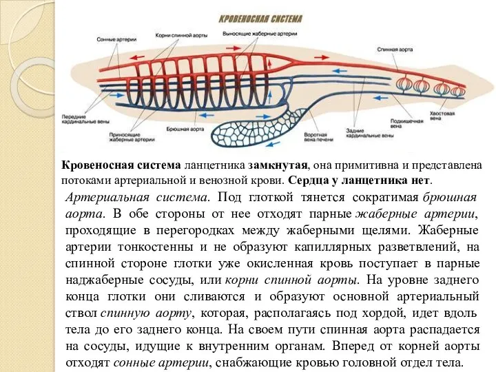 Кровеносная система ланцетника замкнутая, она примитивна и представлена потоками артериальной