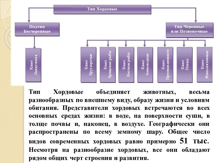 Тип Хордовые объединяет животных, весьма разнообразных по внешнему виду, образу