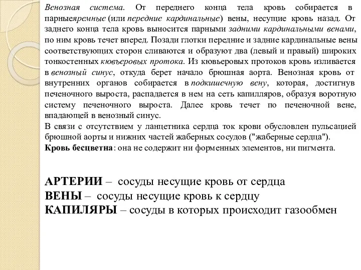 Венозная система. От переднего конца тела кровь собирается в парныеяремные